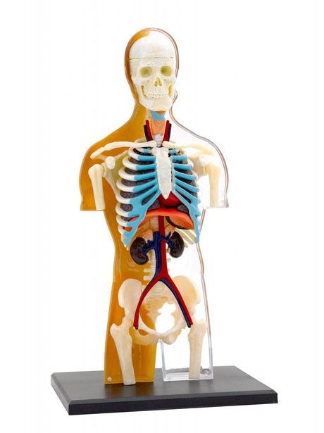 Kit STEM Anatomia corpului uman