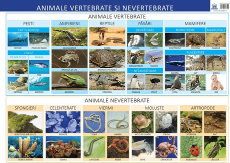 Plansa - Animale vertebrate si nevertebrate, DPH, 4-5 ani +