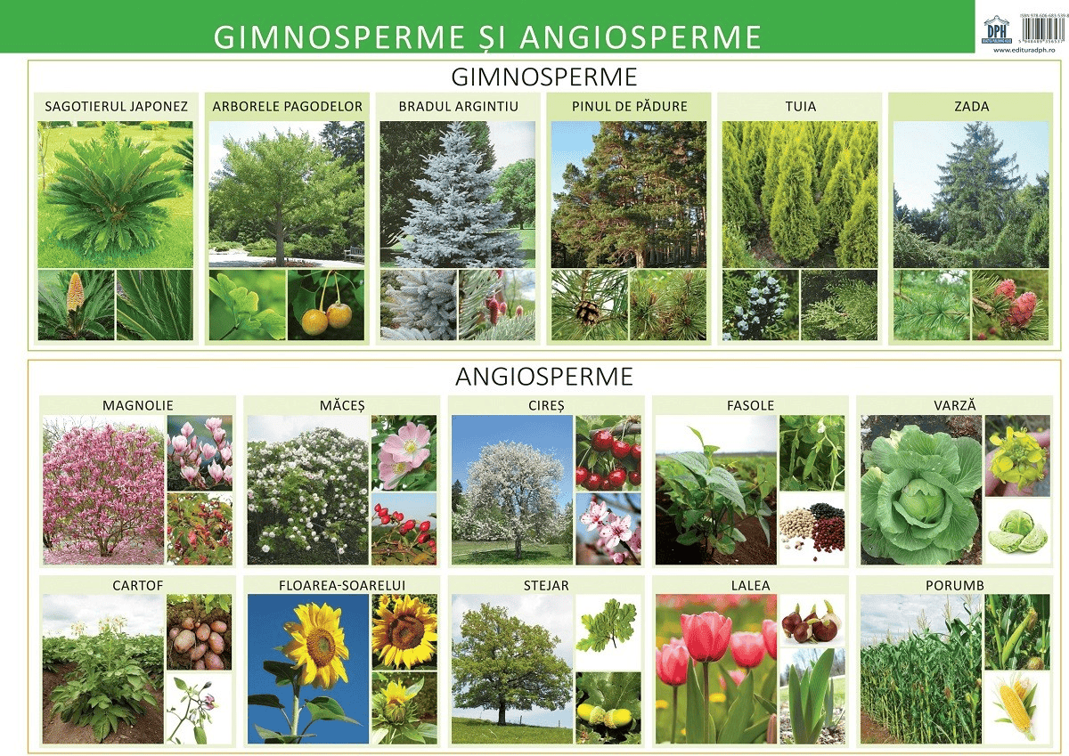 Plansa - Giosperme si angiosperme, DPH, 4-5 ani +